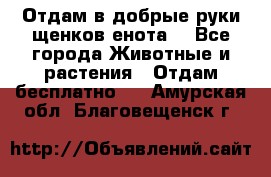 Отдам в добрые руки щенков енота. - Все города Животные и растения » Отдам бесплатно   . Амурская обл.,Благовещенск г.